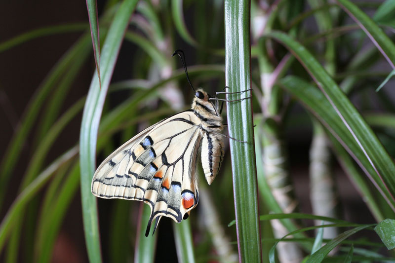 Quando scappa scappa....Papilio machaon